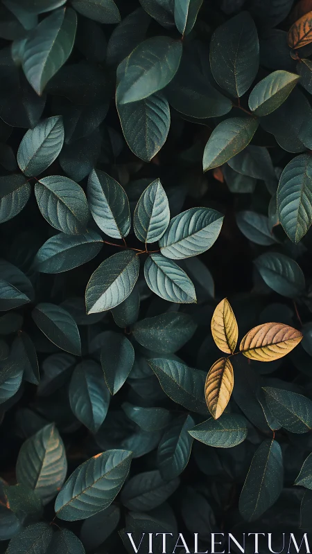 Dark green foliage with contrasting yellow leaf cluster.