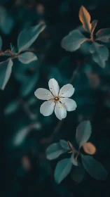 White Flower in Soft Focus Garden Setting.