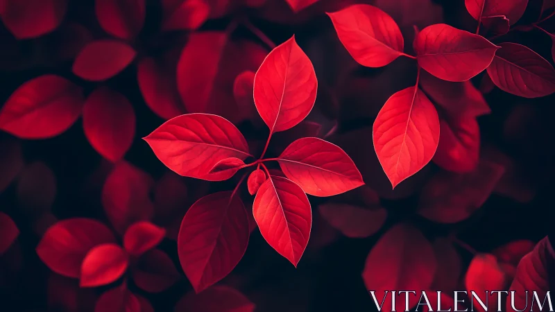 Velvet red leaves drifting gently over a midnight garden.
