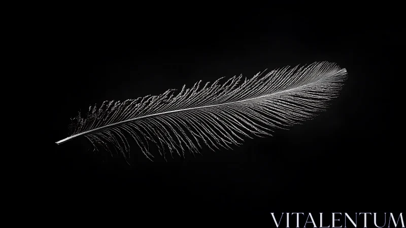 Monochrome feather study in high-key minimal composition.