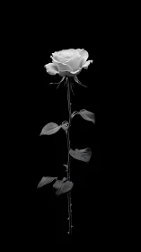 Monochrome long-stem rose isolated on deep black negative space