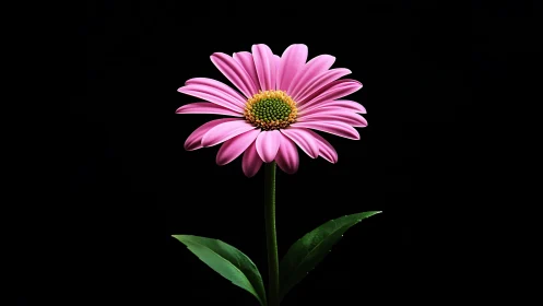 Pink Gerbera Daisy with Green Stem and Leaves Against Black Background