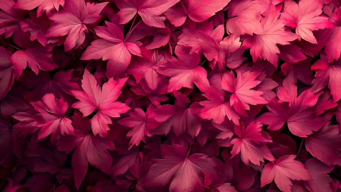 Dense arrangement of red maple-like leaves in top view.
