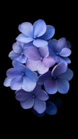 Blue and Lavender Hydrangea Cluster with Translucent Petals on Dark Background