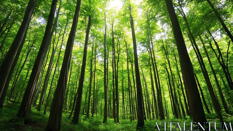 Sunlit green forest with tall trees in vibrant natural style.