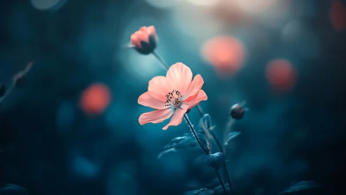 Pink Cosmos Bloom Against Teal Bokeh Dreamscape.