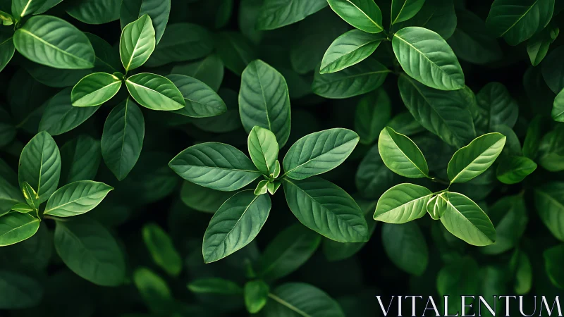 Dense cluster of green leaves fills the entire frame