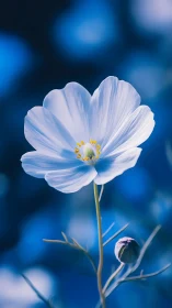 Delicate white flower glows softly against deep blue bokeh