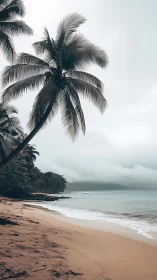Tropical Coastal Landscape with Palmae Silhouette Against Overcast Atmosphere