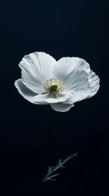 White Anemone Bloom Against Midnight Backdrop. Peaceful.