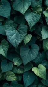 Dense heart shaped ivy leaves forming deep green canopy.
