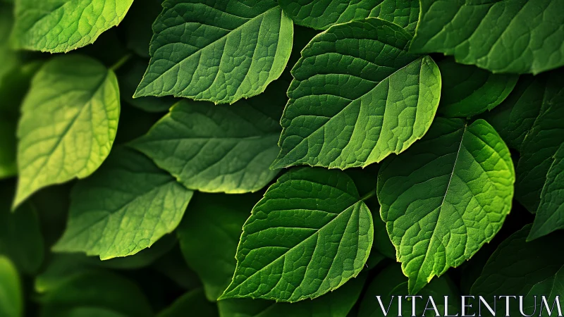 Green foliage close-up with layered textured leaves.