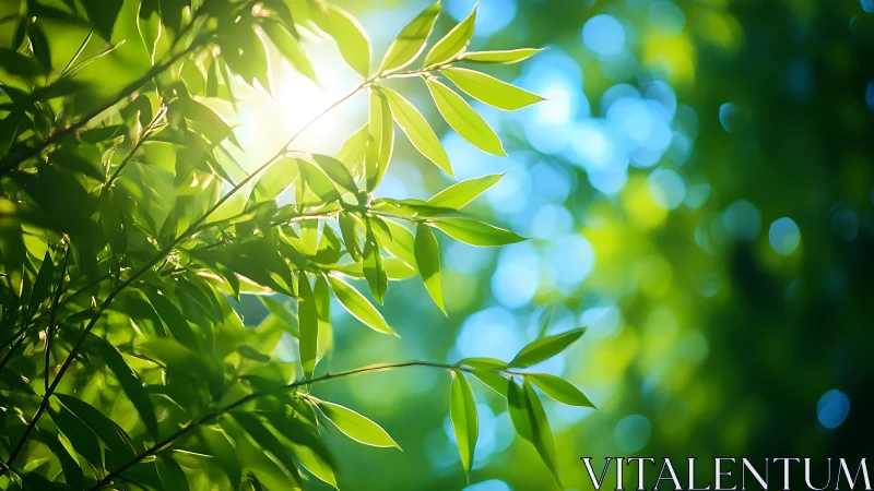 Sunlit Green Leaves in Nature with Soft Bokeh Background.
