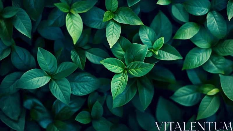 Emerald leaves unfold in a tranquil, softly shadowed canopy