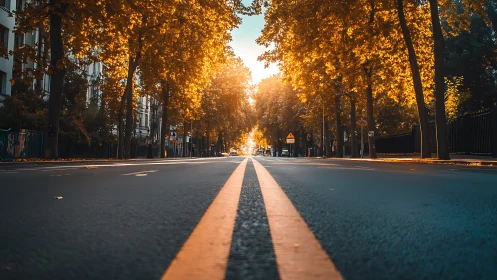 Golden hour boulevard captured from low street vantage point.