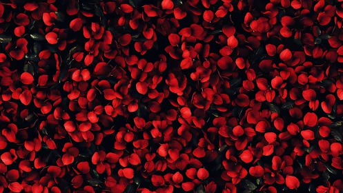 Red Rose Petals Cascade Over Black Background. Romantic Luxury.