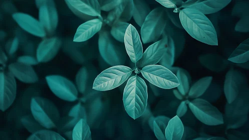 Teal toned close up of symmetrical green plant leaves.