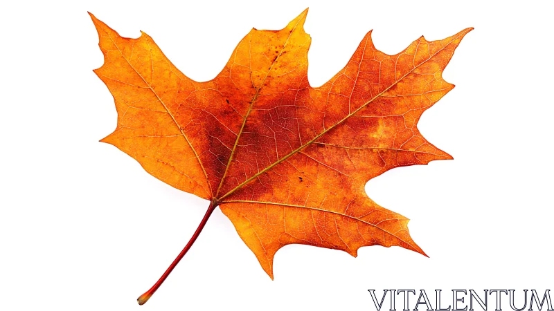 Single orange maple leaf isolated on a white background.