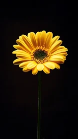 Golden Gerbera Daisy Against Black Background.