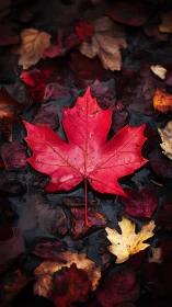 Scarlet maple leaf rests among wet autumn foliage.