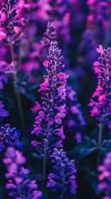 Purple Spikes Command the Garden with Neon Brilliance