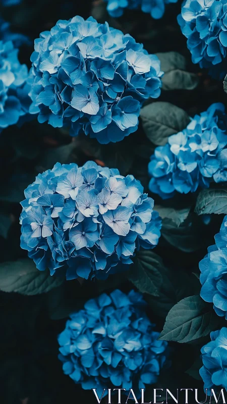 Blue Hydrangea Clusters in Botanical Study.