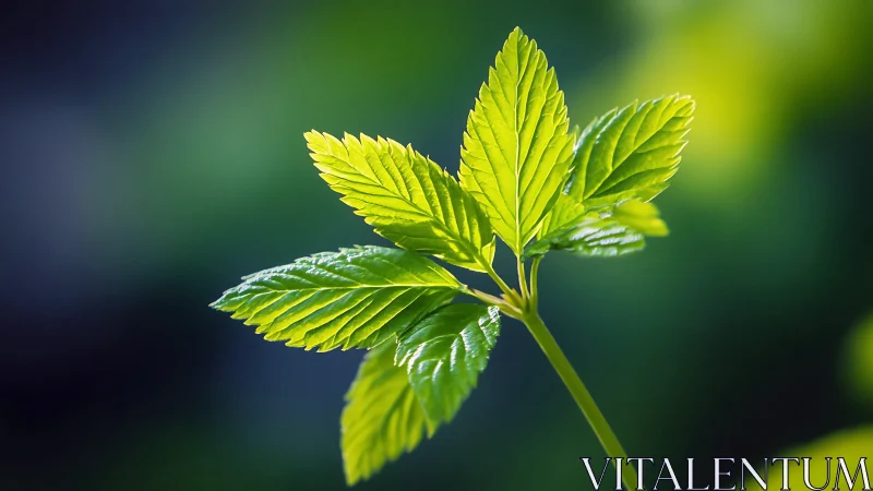 Sunlit leaf cluster stretching into a blurred forest hush.