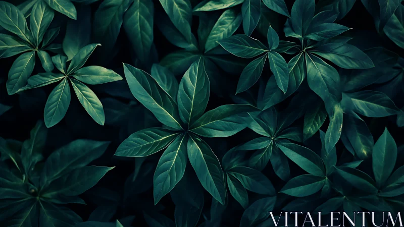 Dense cluster of dark green tropical leaves at night.