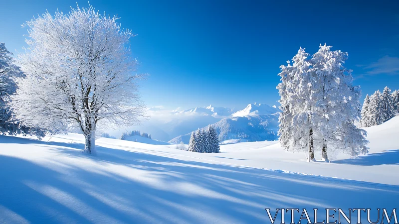 High-altitude snowfield with hoarfrost-laden deciduous trees.