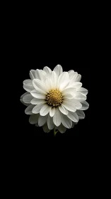 Pristine White Daisy Blooming Against Dark Background