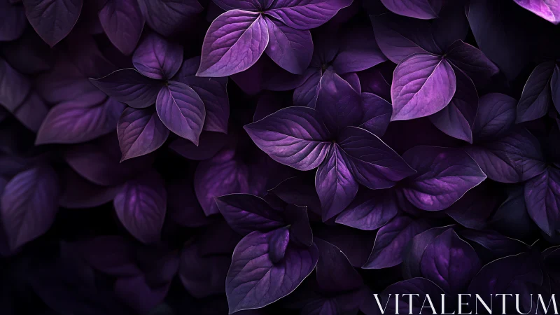 Macro study of overlapping violet foliage with dramatic contrast