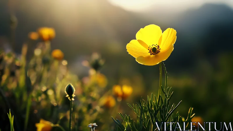 Backlit yellow wildflower captured with shallow depth of field