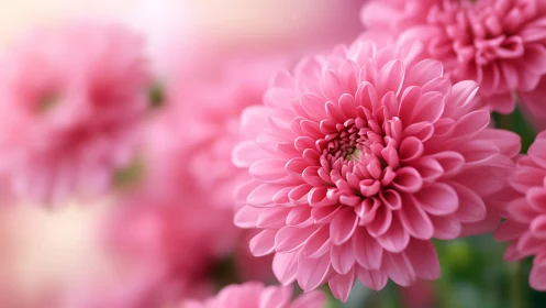 Dahlia Petals Unfurl Their Layered Pink Sonata