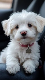 White fluffy puppy sits on car seat with pink collar
