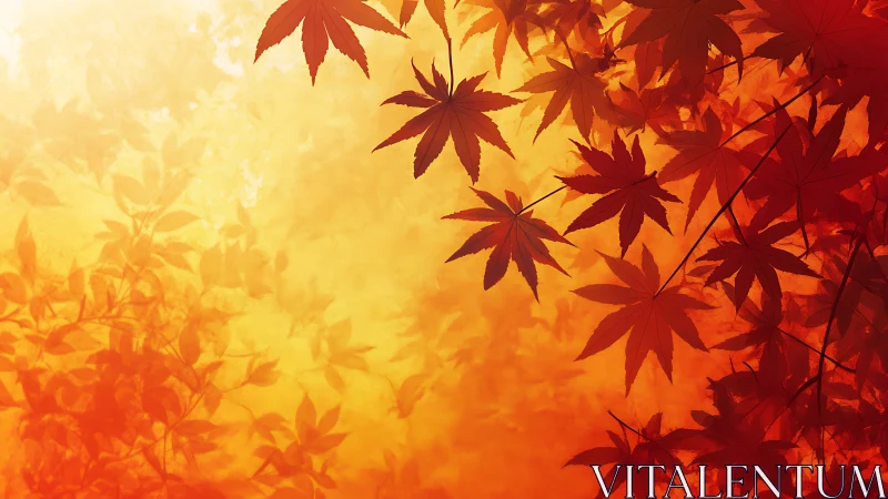 Maple silhouettes drifting through molten autumn light.