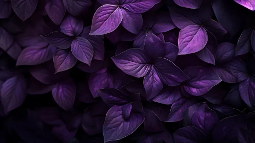 Macro study of overlapping violet foliage with dramatic contrast