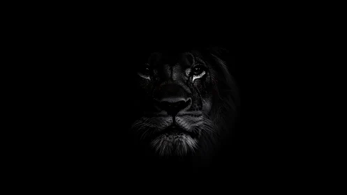 Quiet midnight lion emerging from the deep black night.