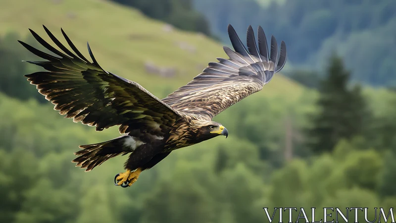 Majestic golden eagle in flight over lush green forest landscape.