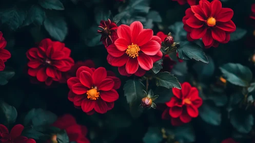 Red Dahlias with Golden Stamens Against Teal Foliage.