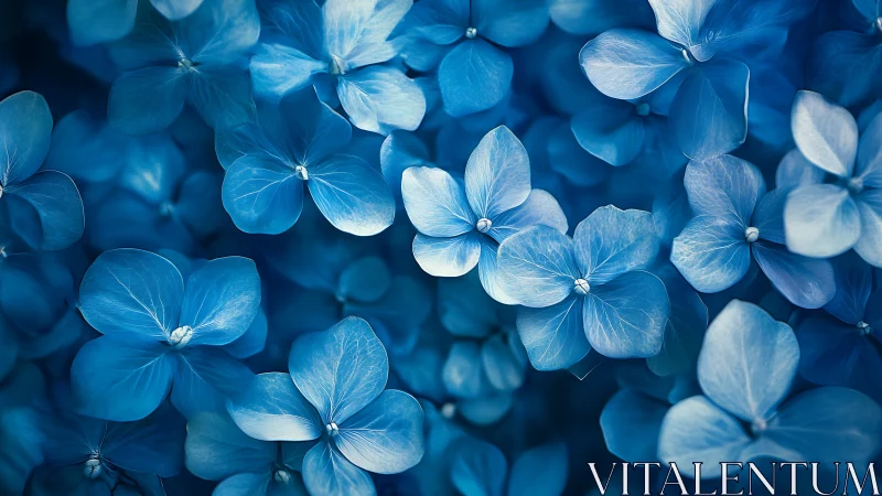 Hydrangea flowers in monochromatic blue tones, detailed botanical study.