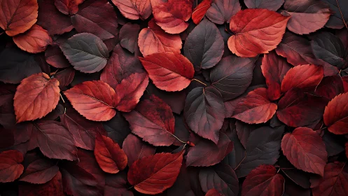 Red and burgundy autumn leaves form dense overlapping layer