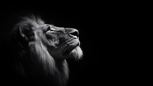 Lion profile glows under dramatic low key side light.