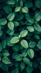 Dense green foliage with layered oval leaves pattern.