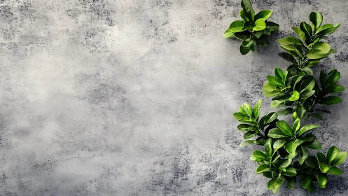 Green foliage on textured gray concrete wall background.