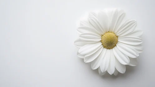 White daisy with yellow center on neutral background.