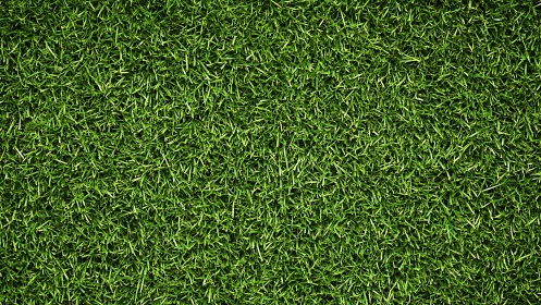 Soft green grass carpet invites relaxed outdoor daydreams