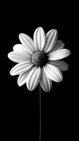 Black and white daisy closeup on solid dark background.