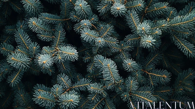 Evergreen needles weaving a quiet forest daydream.