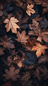 Copper whispers of fallen maple leaves quietly weave