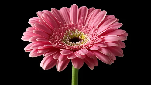 Pink Gerbera Daisy in Full Bloom Against Black Background